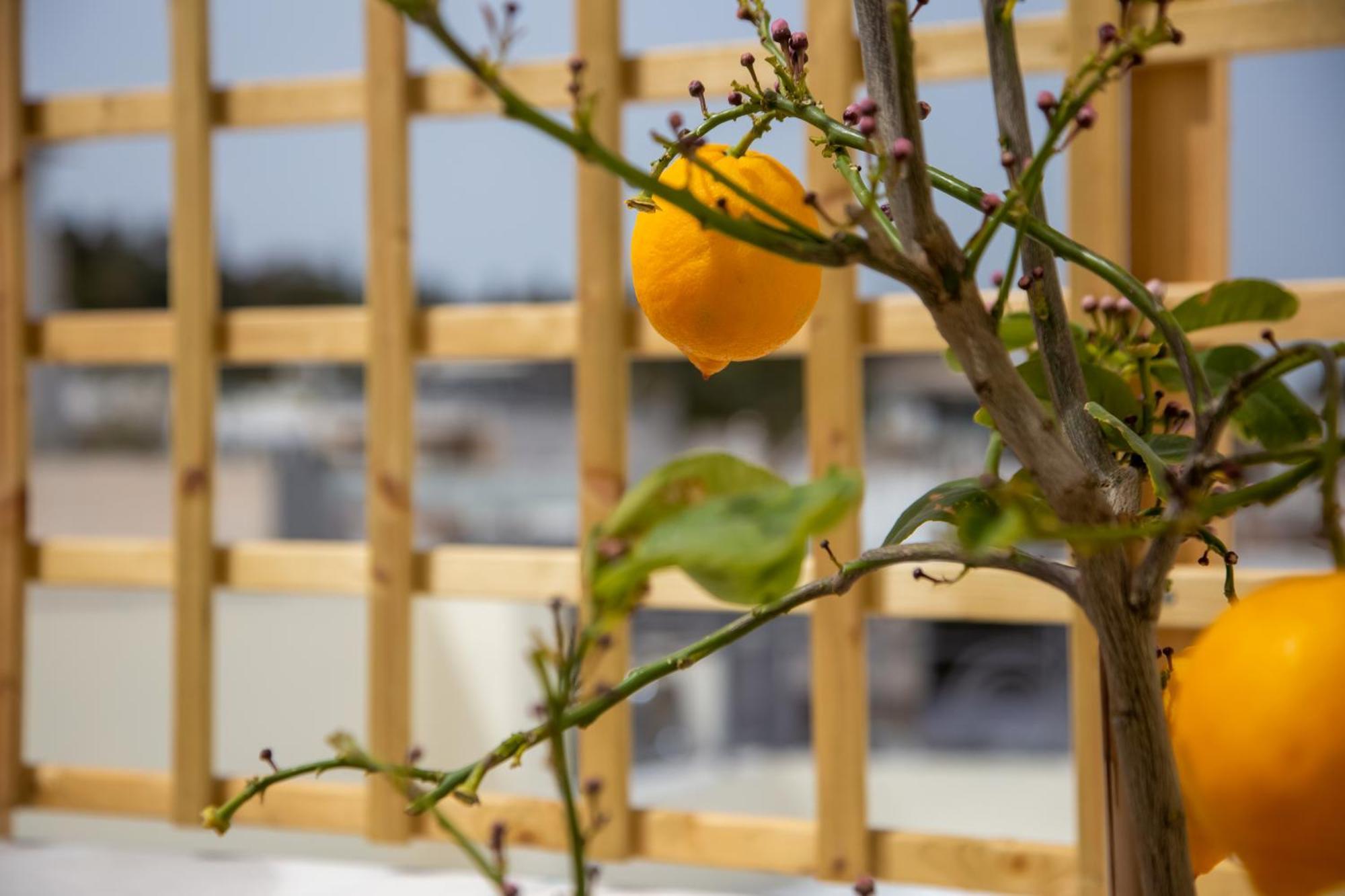 Erato By Heloni Apartments Athens Exterior photo
